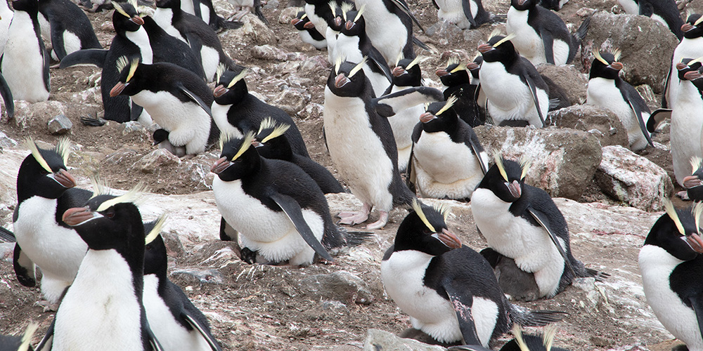 Penguin populations Penguin populations