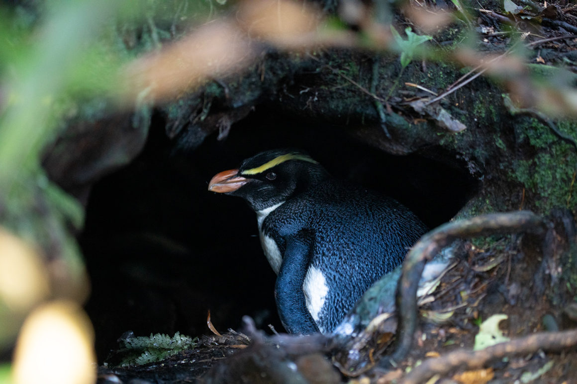 Tamatea – Good and worrying news Tamatea – Good and worrying news