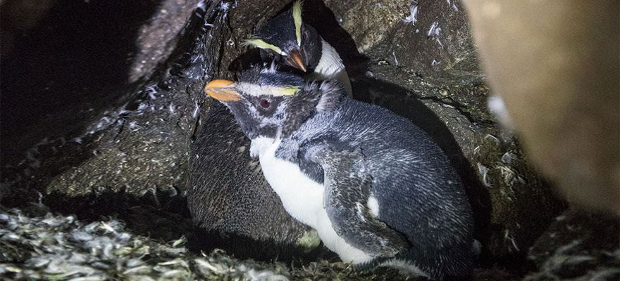 Moulting Milford Moulting Milford