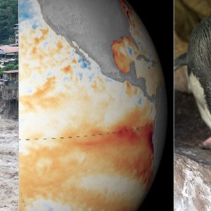 Tawaki and the Peruvian floods