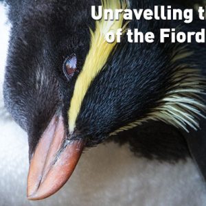 Unravelling the secret life of tawaki