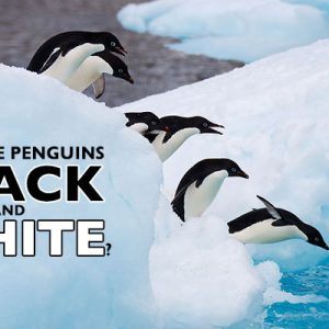 Why are penguins black and white?