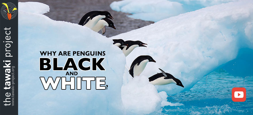 Why are penguins black and white? Why are penguins black and white?