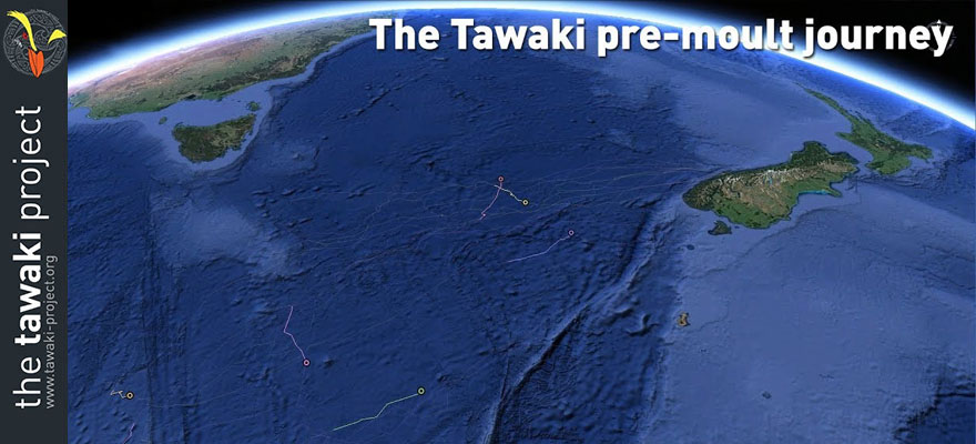 The tawaki pre-moult journey The tawaki pre-moult journey