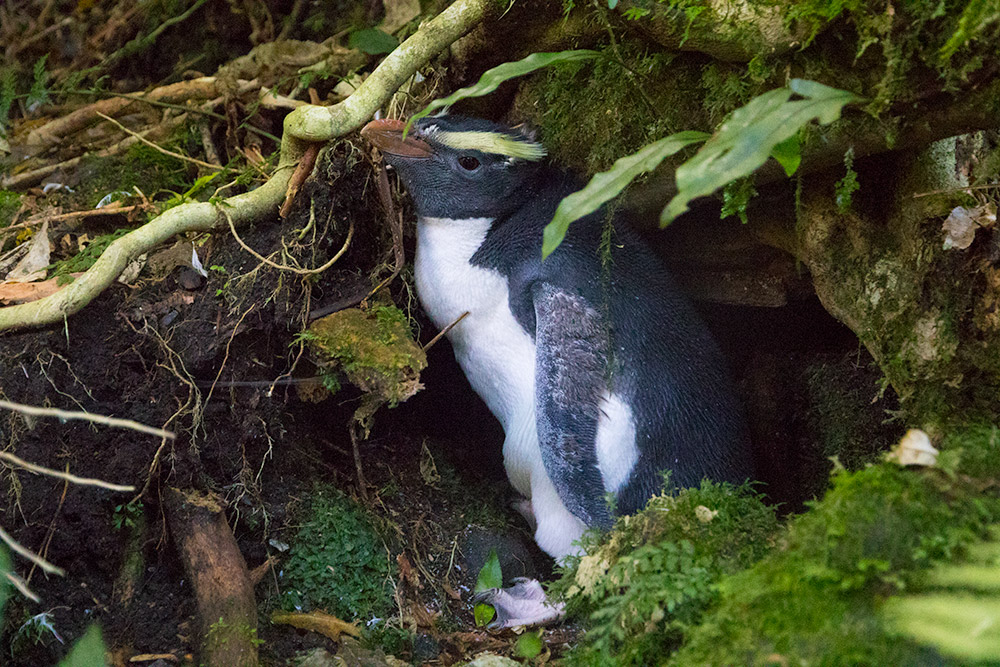 Where do moulting tawaki belong? Where do moulting tawaki belong?