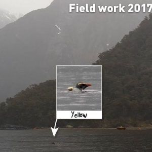 Field work 2017, Day 21
