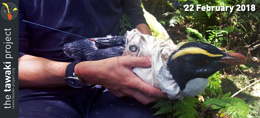 Satellite tracker deployment in Harrison Cove Satellite tracker deployment in Harrison Cove