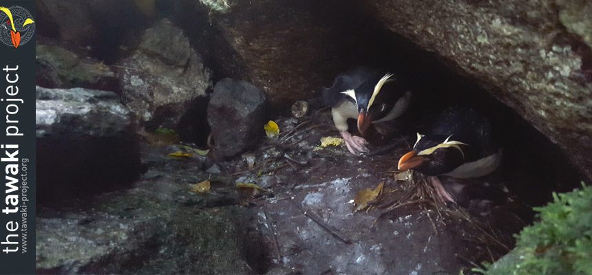 Season start in Milford Sound