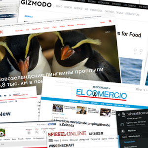 Marathon press – tawaki everywhere!