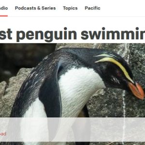 RNZ Podcast: Tawaki bust penguin swimming records