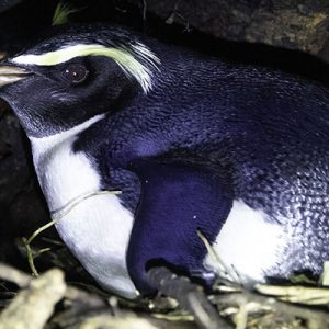 Doubtful Sound recce