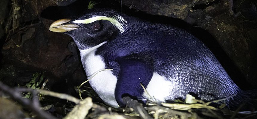 Doubtful Sound recce