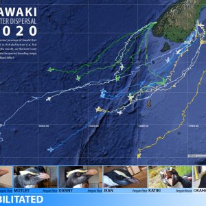 Tawaki Winter Tracking 2020 – free for all