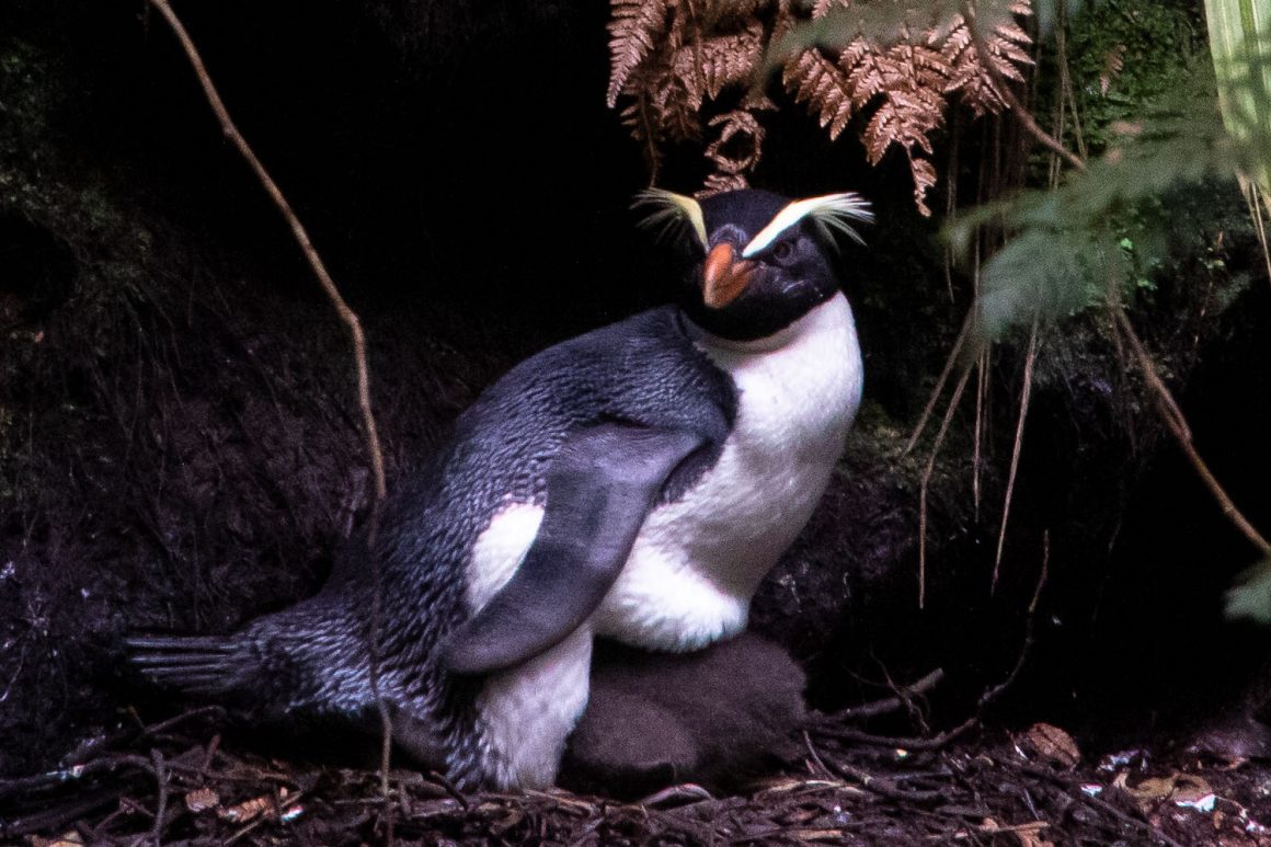 A weird breeding season A weird breeding season