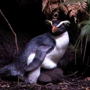 A weird breeding season