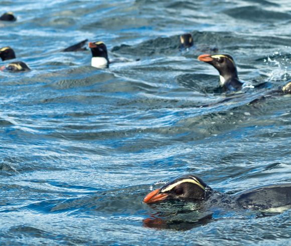 Penguins at sea Penguins at sea