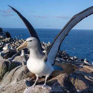 Arrival at the Bounties