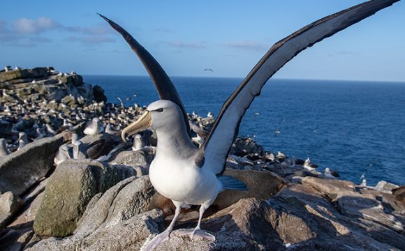 Arrival at the Bounties