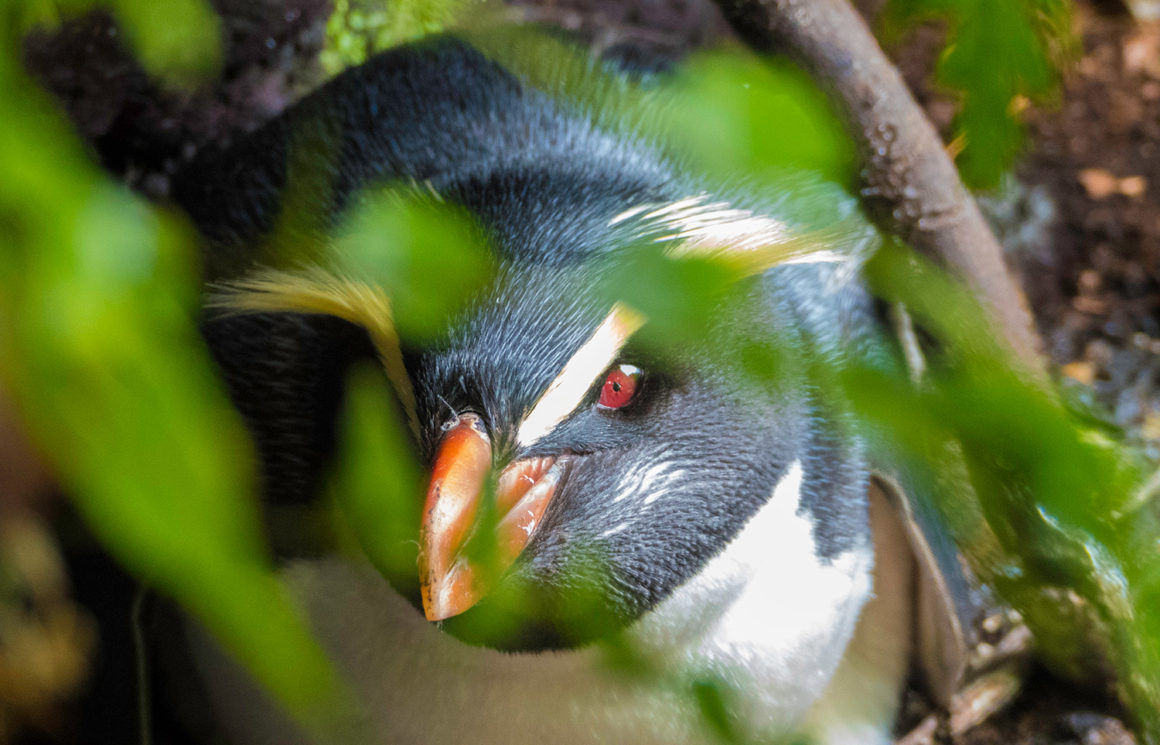 TawakiCam-paign halfway there TawakiCam-paign halfway there