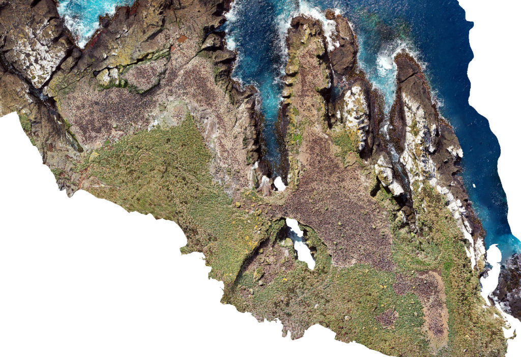 The Orde Lees penguin colony in an aerial mega-panorama generated from almost 1,000 drone images.