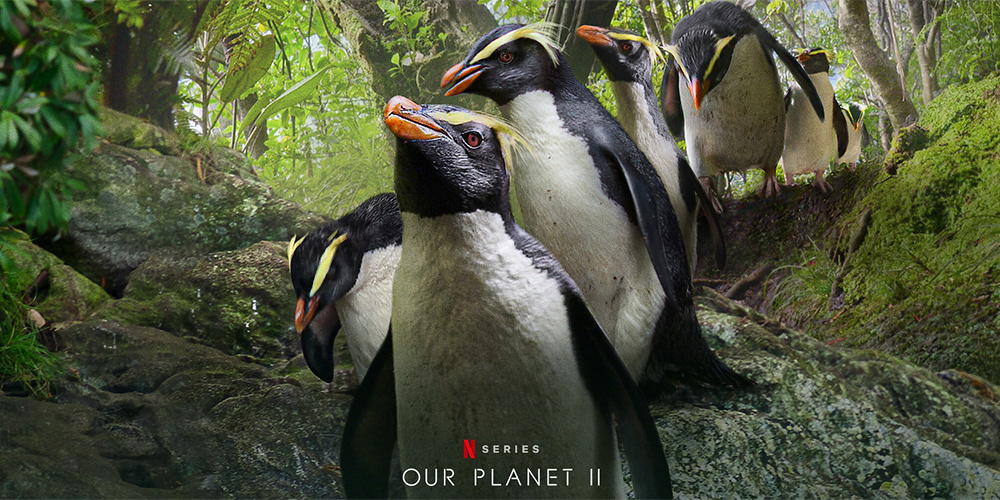 Penguins on film Penguins on film